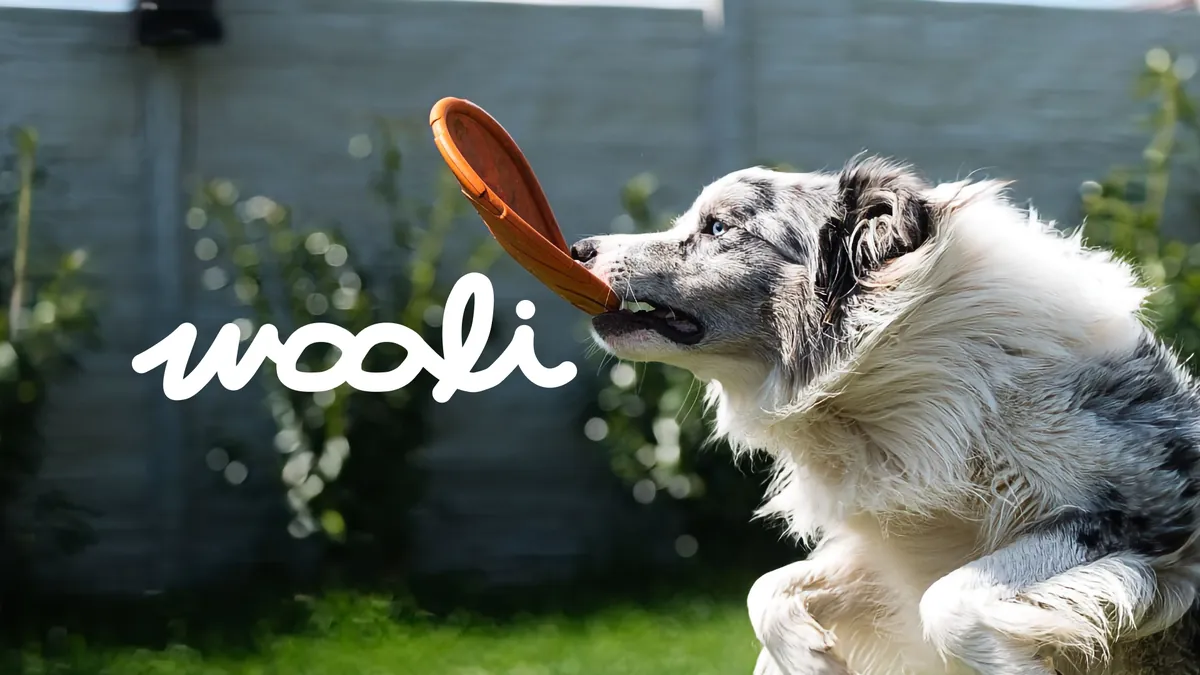 An Australian Shepherd leaping for a frisbee beside the white Wooli script wordmark