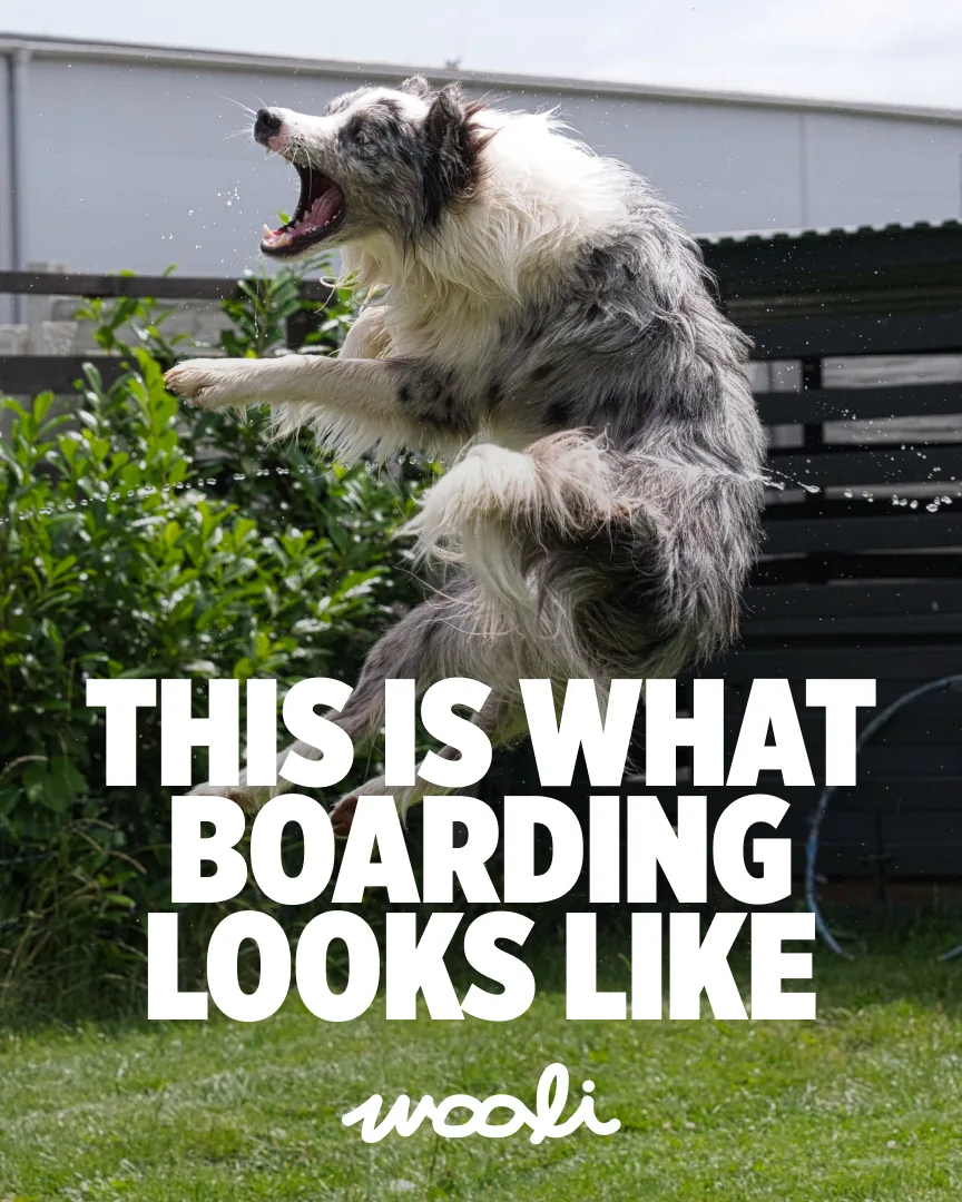 Wooli poster reading This is what boarding looks like
